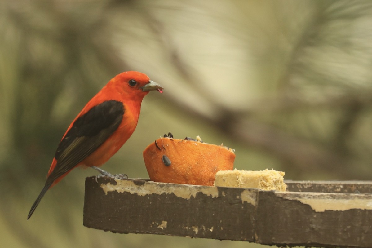 Scarlet Tanager - ML451587351