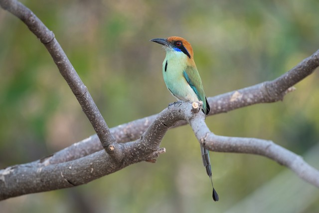 Russet-crowned Motmot