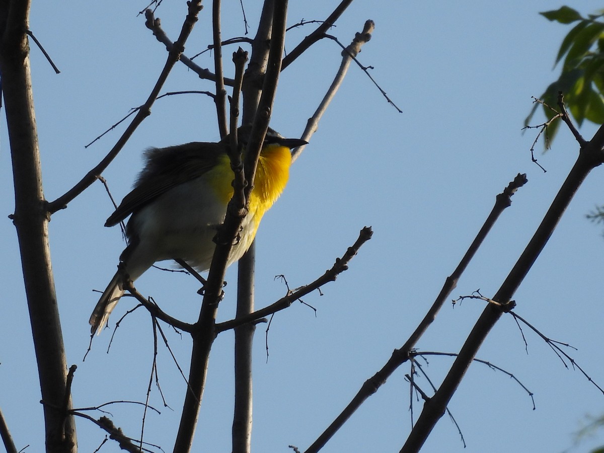 Yellow-breasted Chat - ML451588271