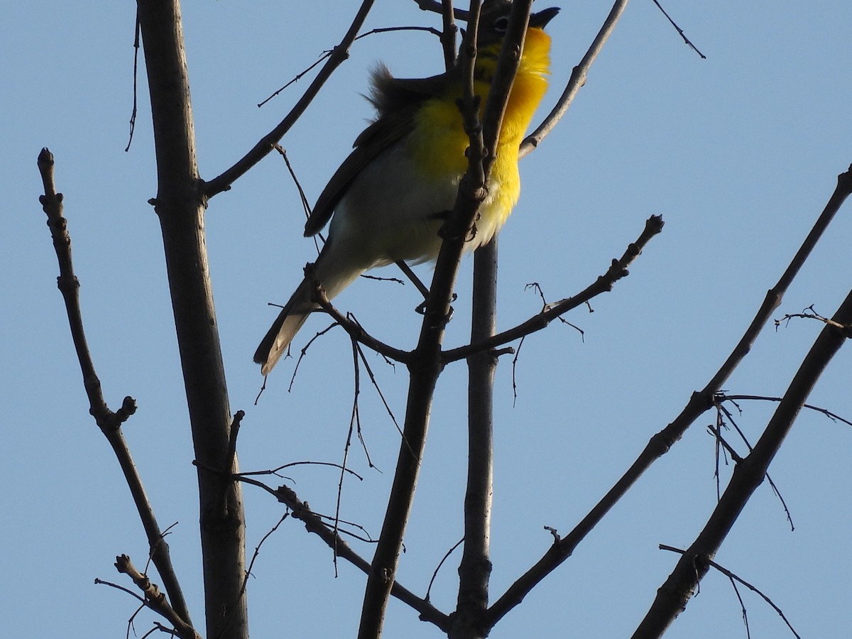 Yellow-breasted Chat - ML451588291