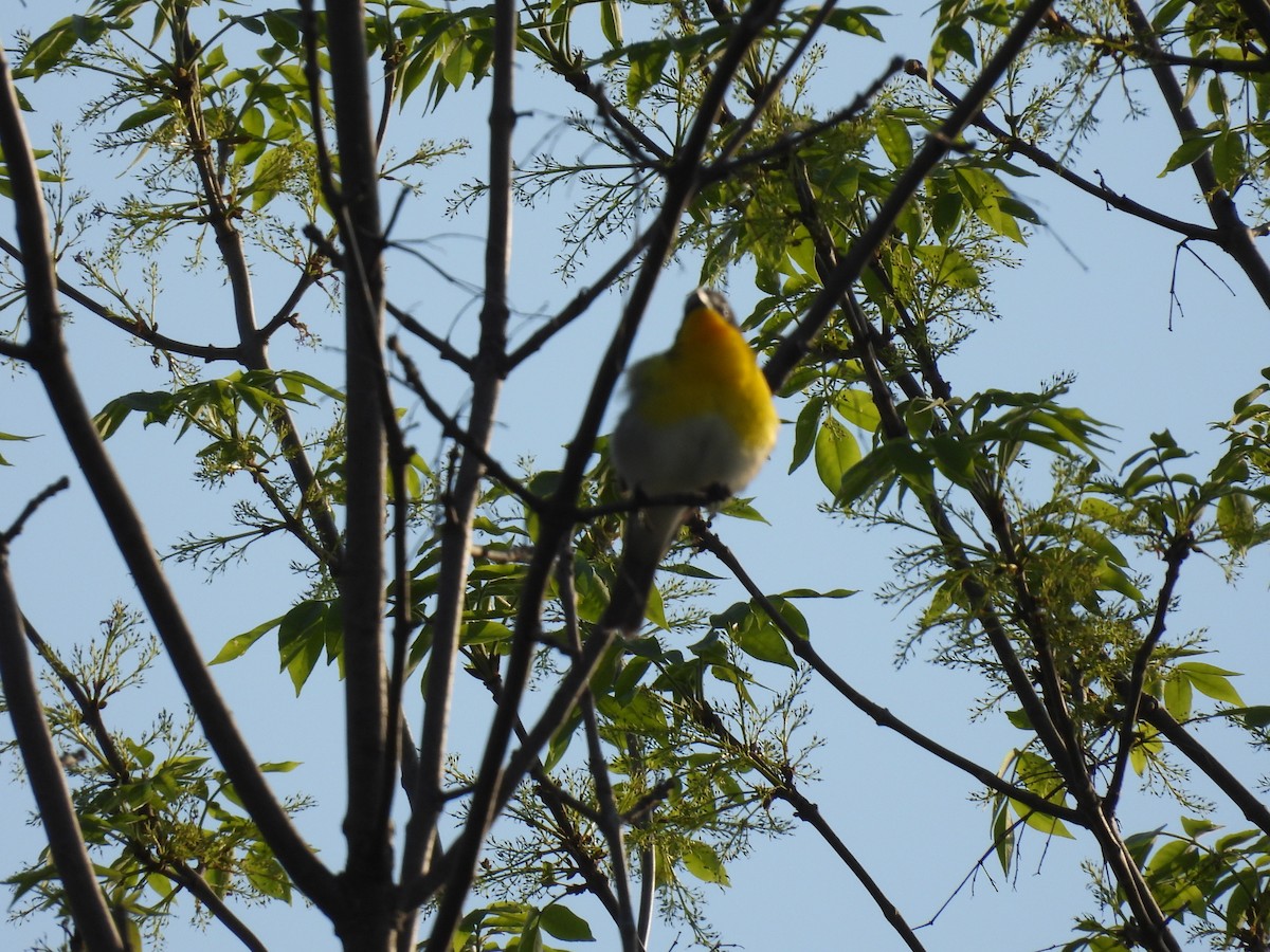 Yellow-breasted Chat - ML451588301
