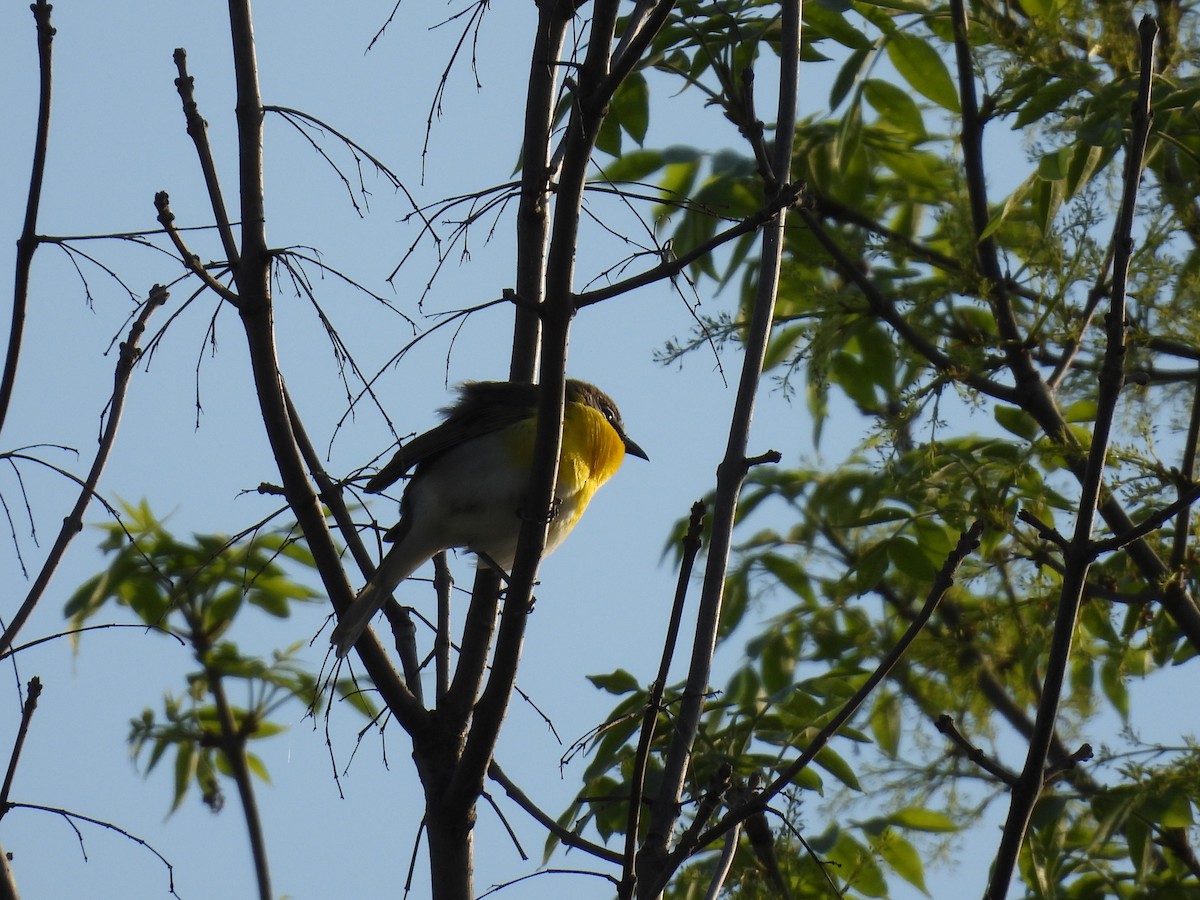 Yellow-breasted Chat - ML451588311