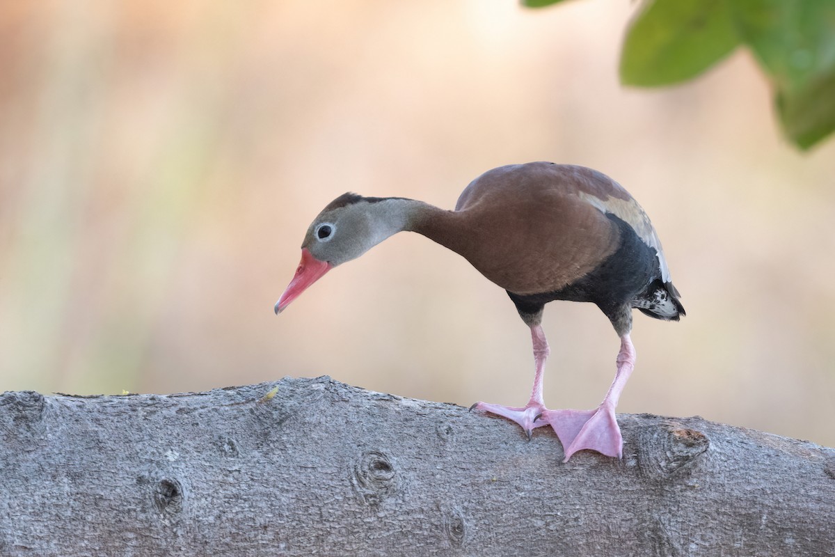 Black-bellied Whistling-Duck - Adam Jackson