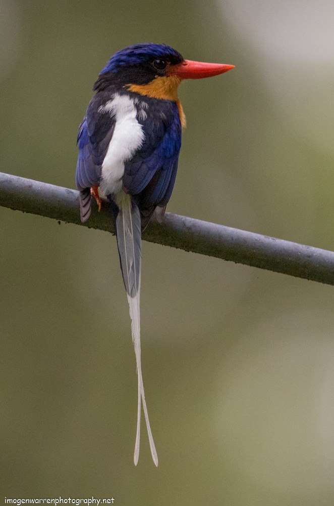 Buff-breasted Paradise-Kingfisher - Imogen Warren