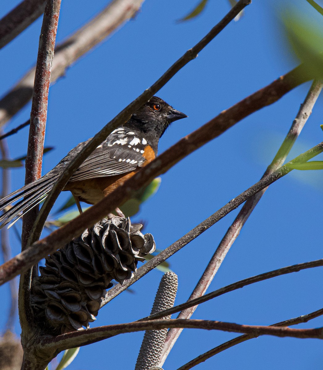 Spotted Towhee - ML451593231