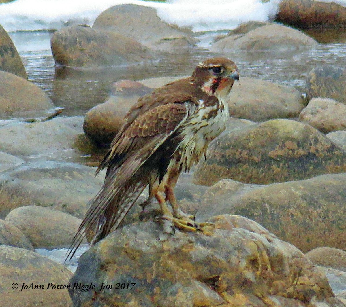 Prairie Falcon - JoAnn Potter Riggle 🦤