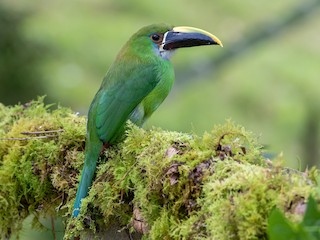 Southern Emerald-Toucanet - Aulacorhynchus albivitta - Birds of the World