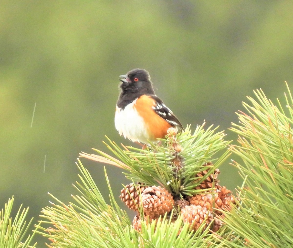 Spotted Towhee - ML451595711