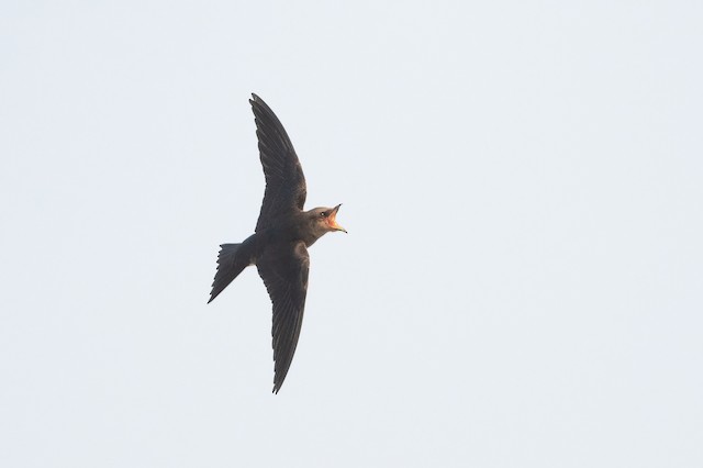 Gray-breasted Martin