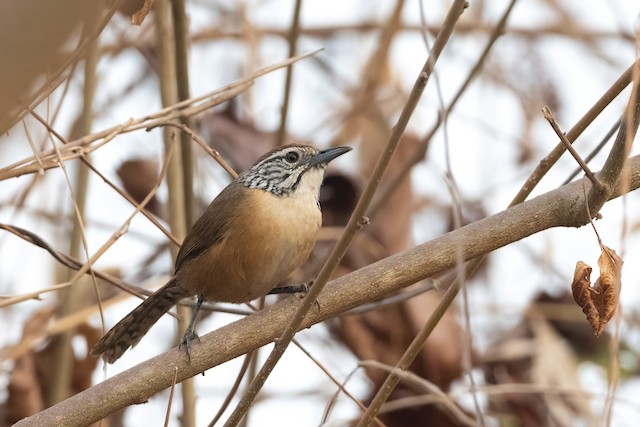 Happy Wren