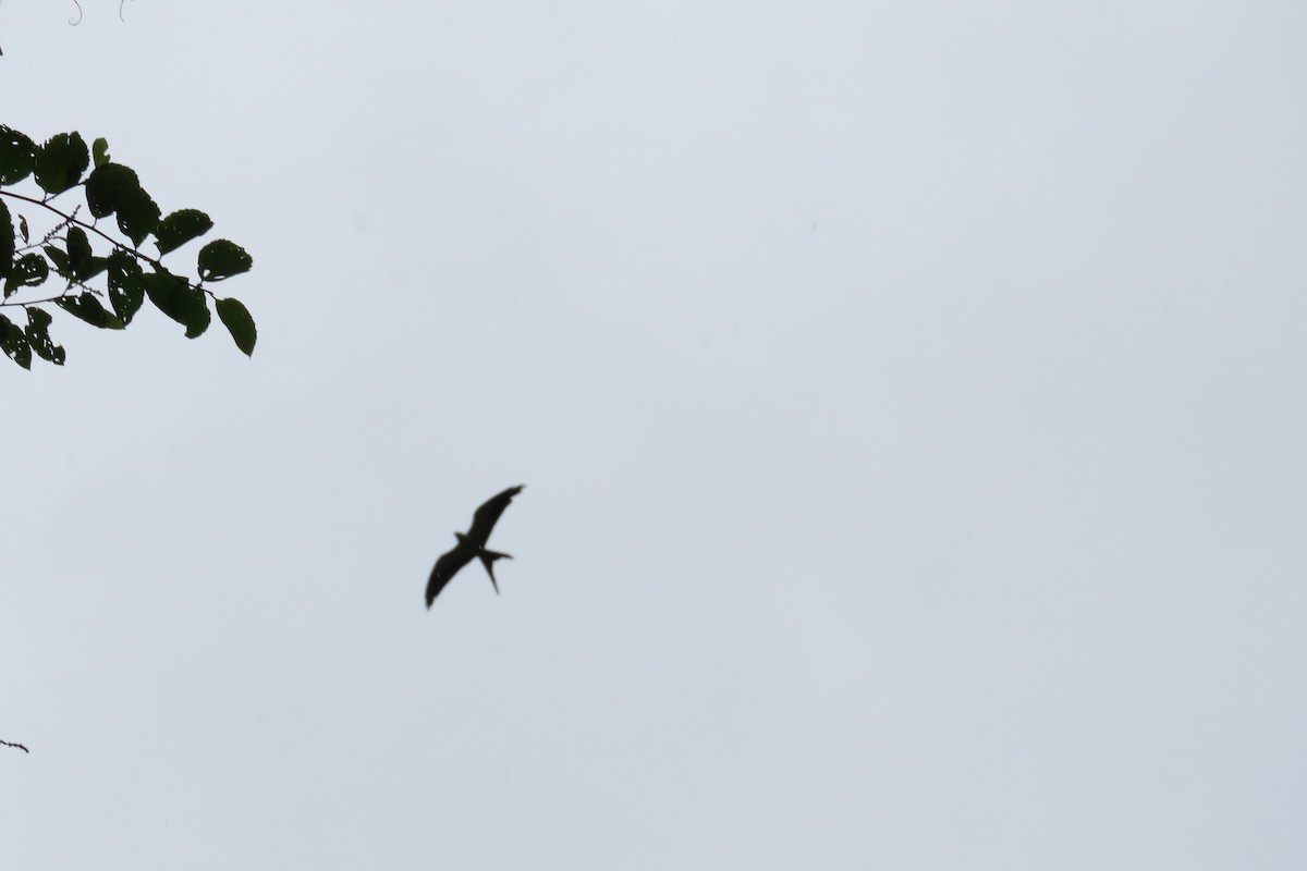 Swallow-tailed Kite - Juan Pablo Arboleda