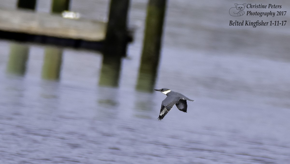 Belted Kingfisher - ML45160161