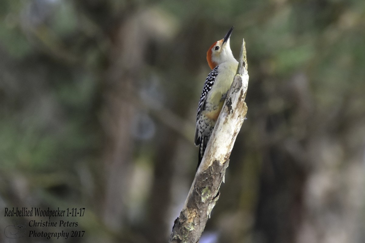 Red-bellied Woodpecker - ML45160241
