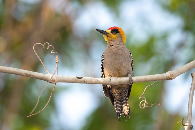 Golden-cheeked Woodpecker