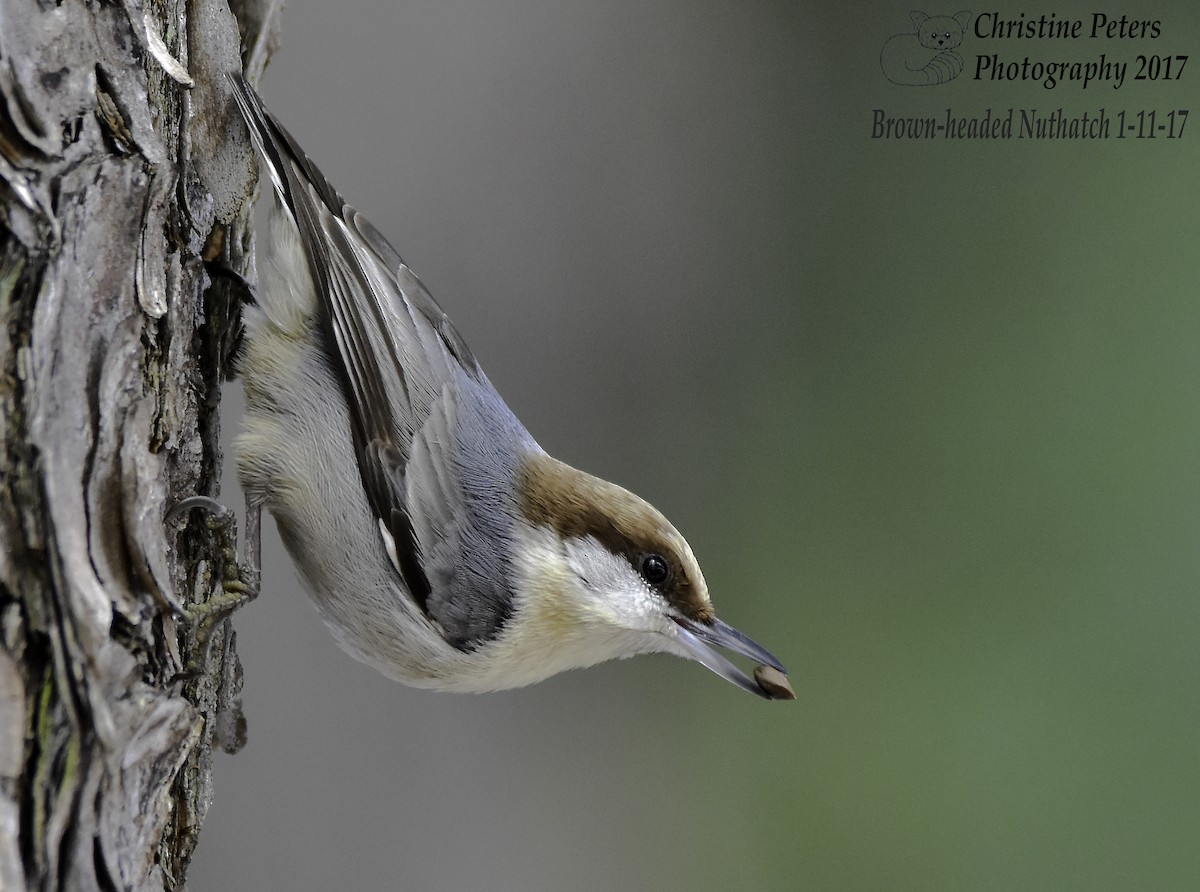 Brown-headed Nuthatch - Christine Peters