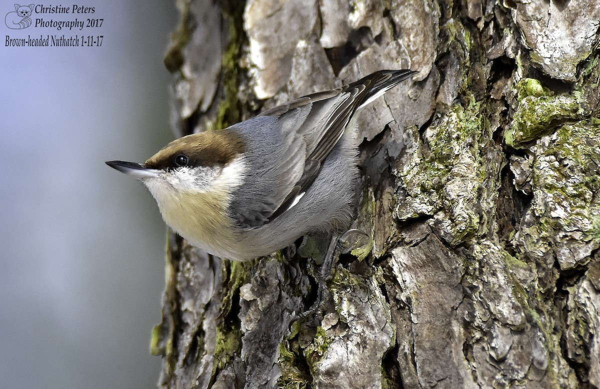 Brown-headed Nuthatch - Christine Peters