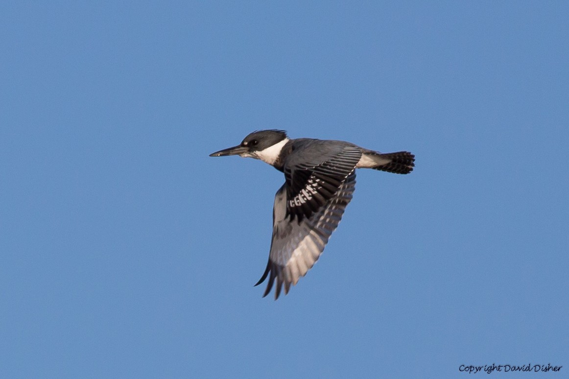 Belted Kingfisher - David Disher