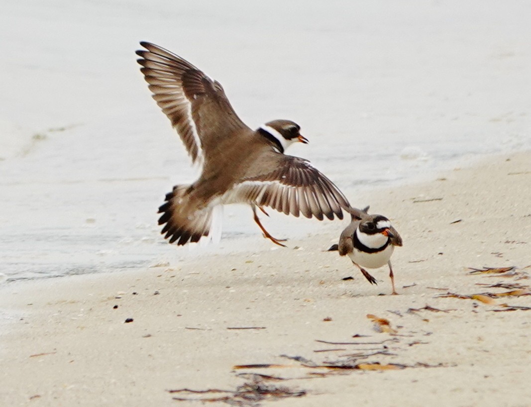 Semipalmated Plover - ML451612361