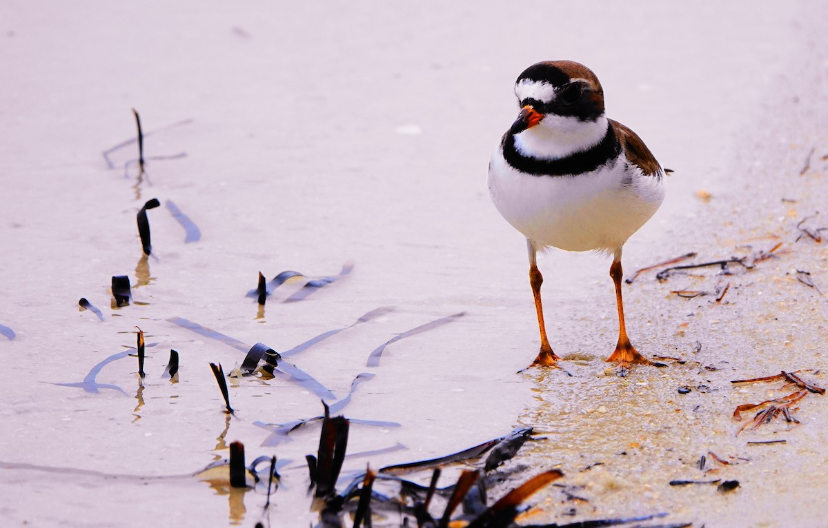 Semipalmated Plover - ML451612771
