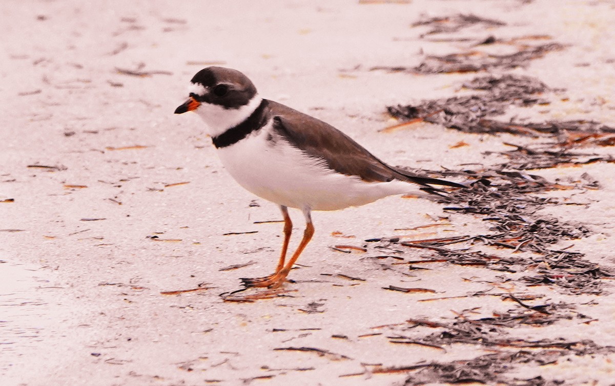 Semipalmated Plover - ML451612991