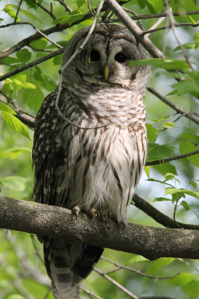 Barred Owl - ML451614141