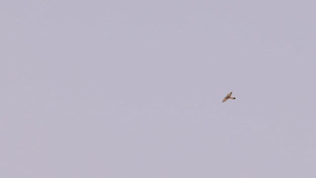 Eurasian Kestrel (Eurasian) - ML451625301