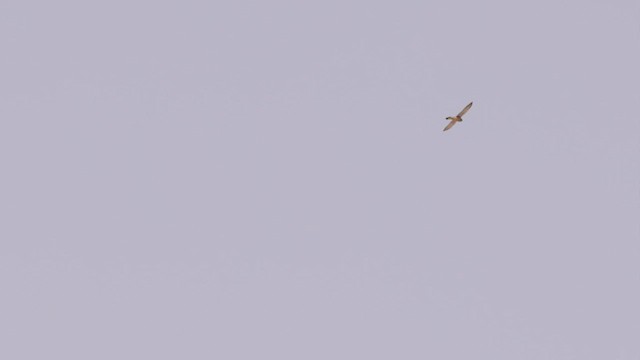 Eurasian Kestrel (Eurasian) - ML451626841