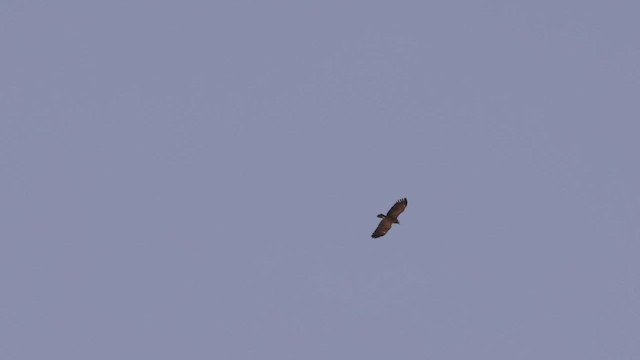 Lesser Spotted Eagle - ML451630831