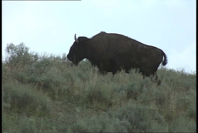 American bison - ML451632