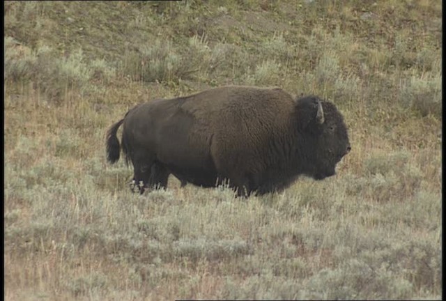 American bison - ML451633