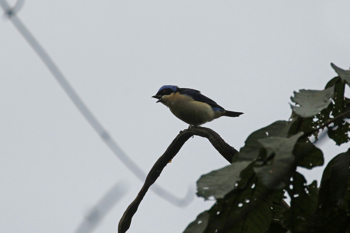 Fawn-breasted Tanager - ML451635441