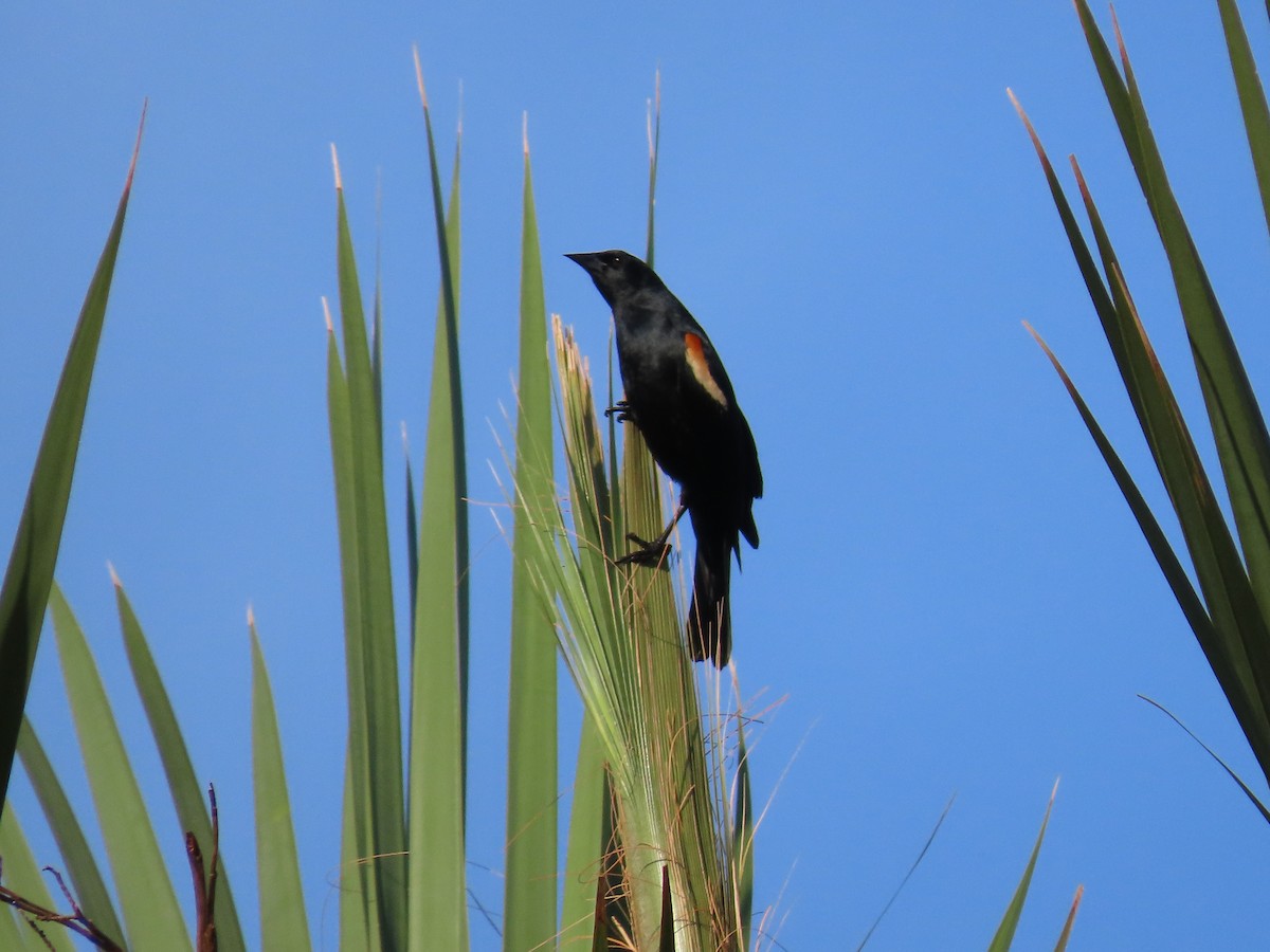 Tawny-shouldered Blackbird - Jeff Hopkins
