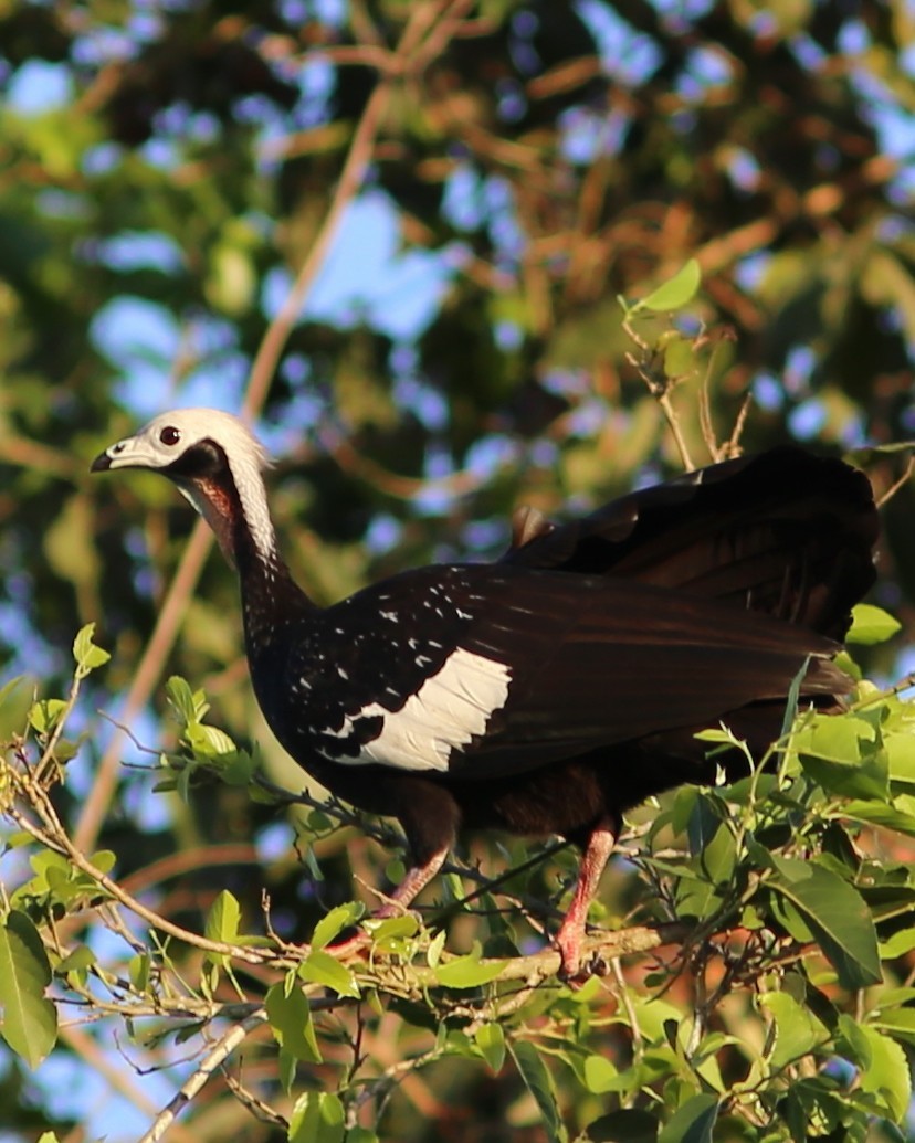 Red-throated Piping-Guan - ML45163721