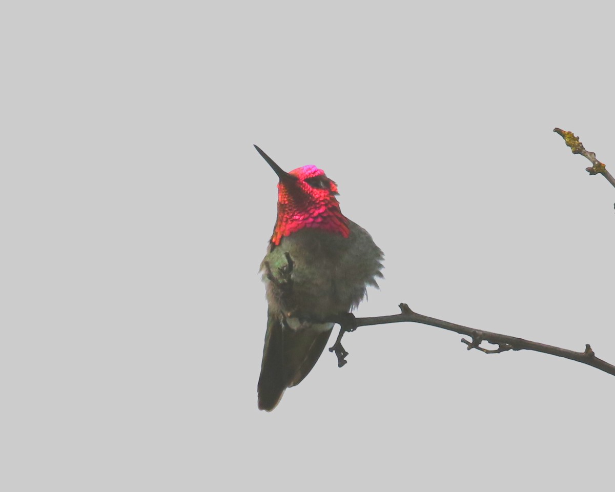 Anna's Hummingbird - ML451637541