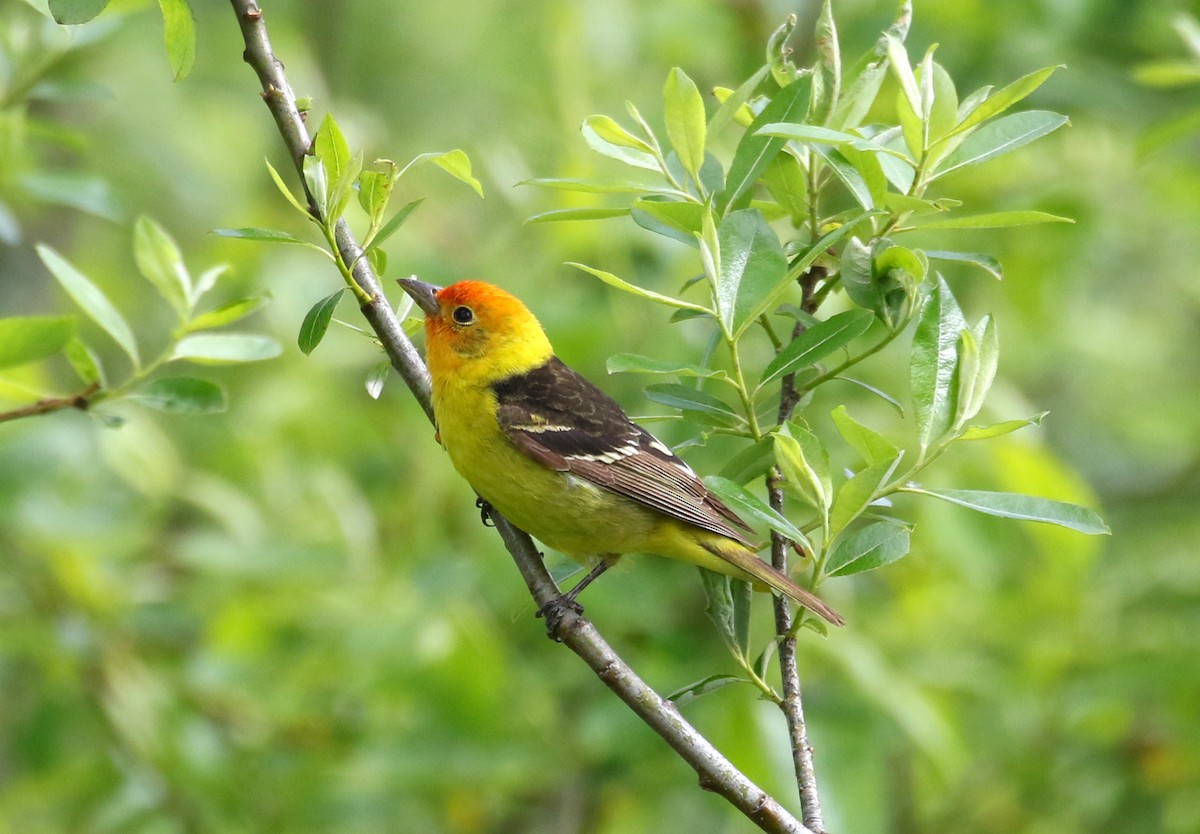 Western Tanager - ML451639401