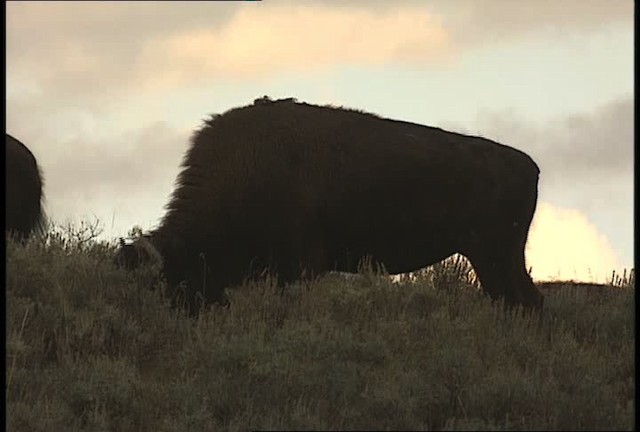 American bison - ML451641