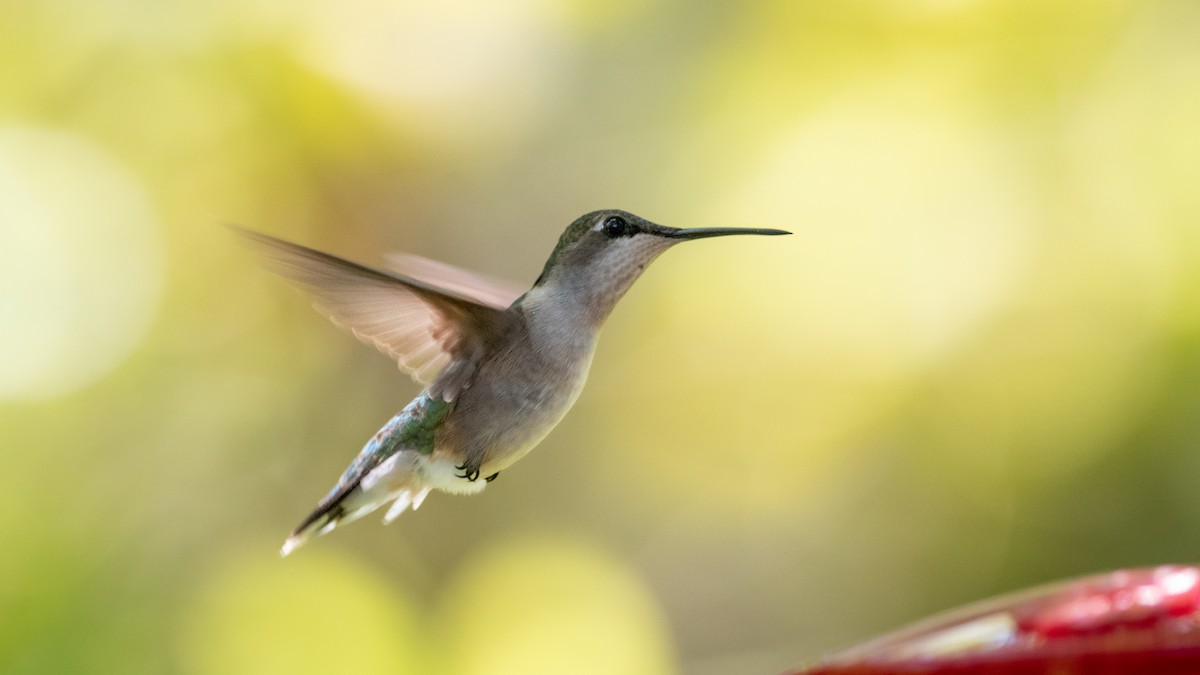 Ruby-throated Hummingbird - Henrey Deese