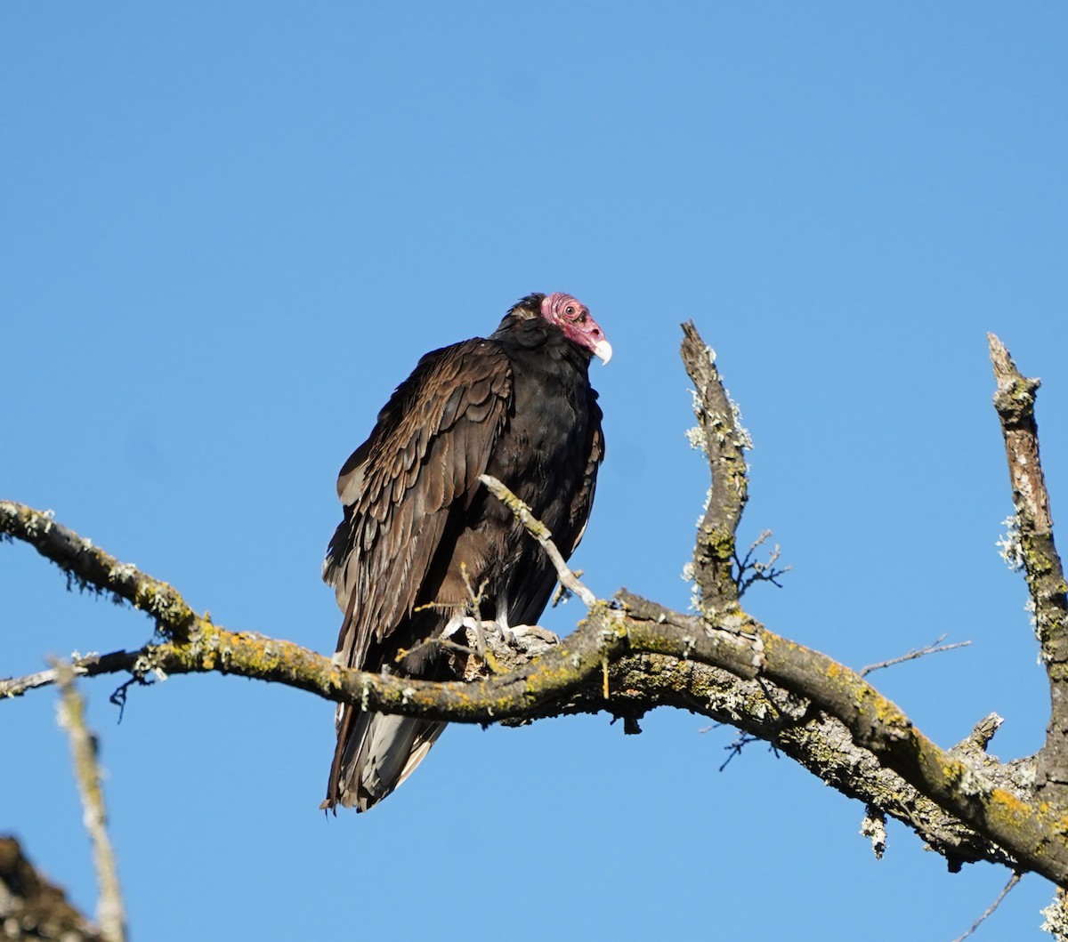 Turkey Vulture - ML451642401