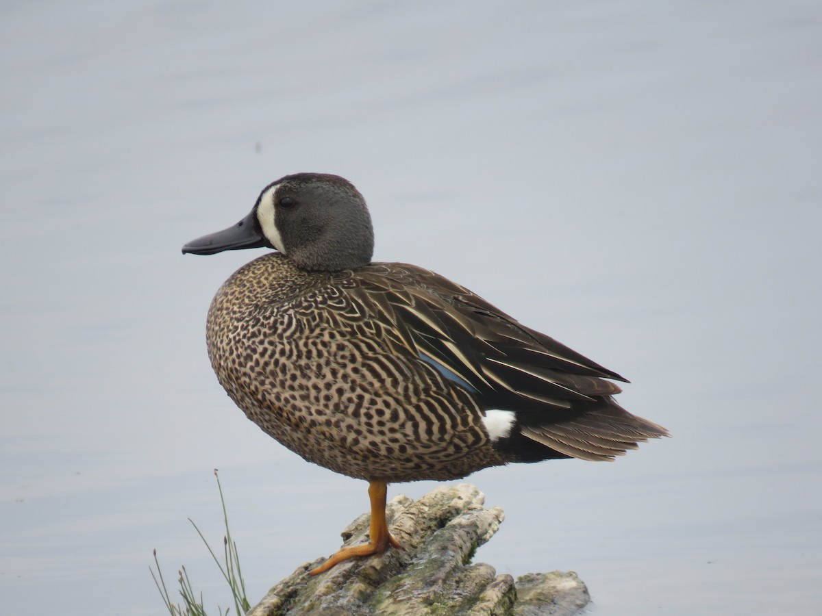 Blue-winged Teal - ML451647641