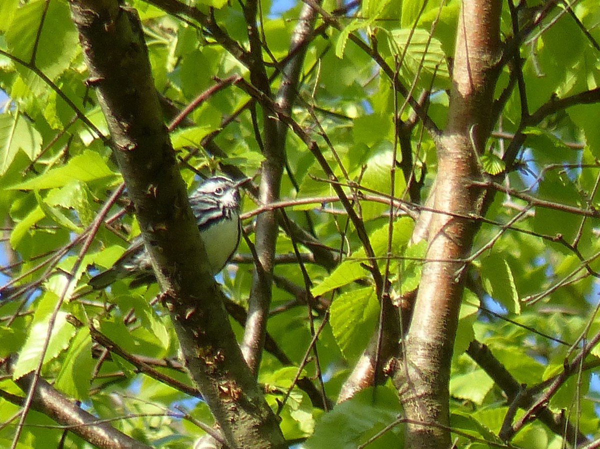 Black-and-white Warbler - ML451649401