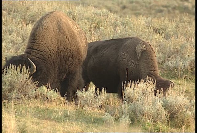American bison - ML451650