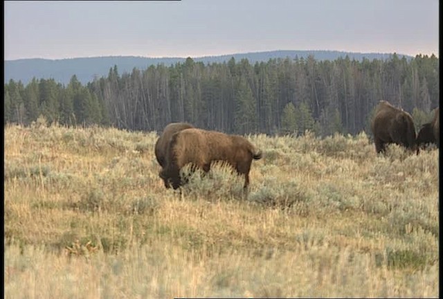 American bison - ML451651