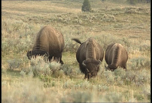 American bison - ML451652