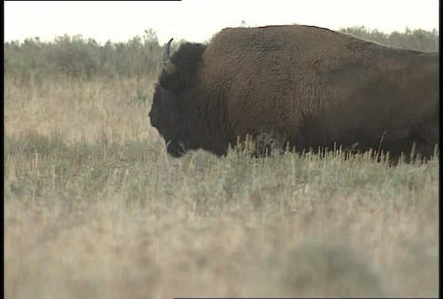 American bison - ML451654