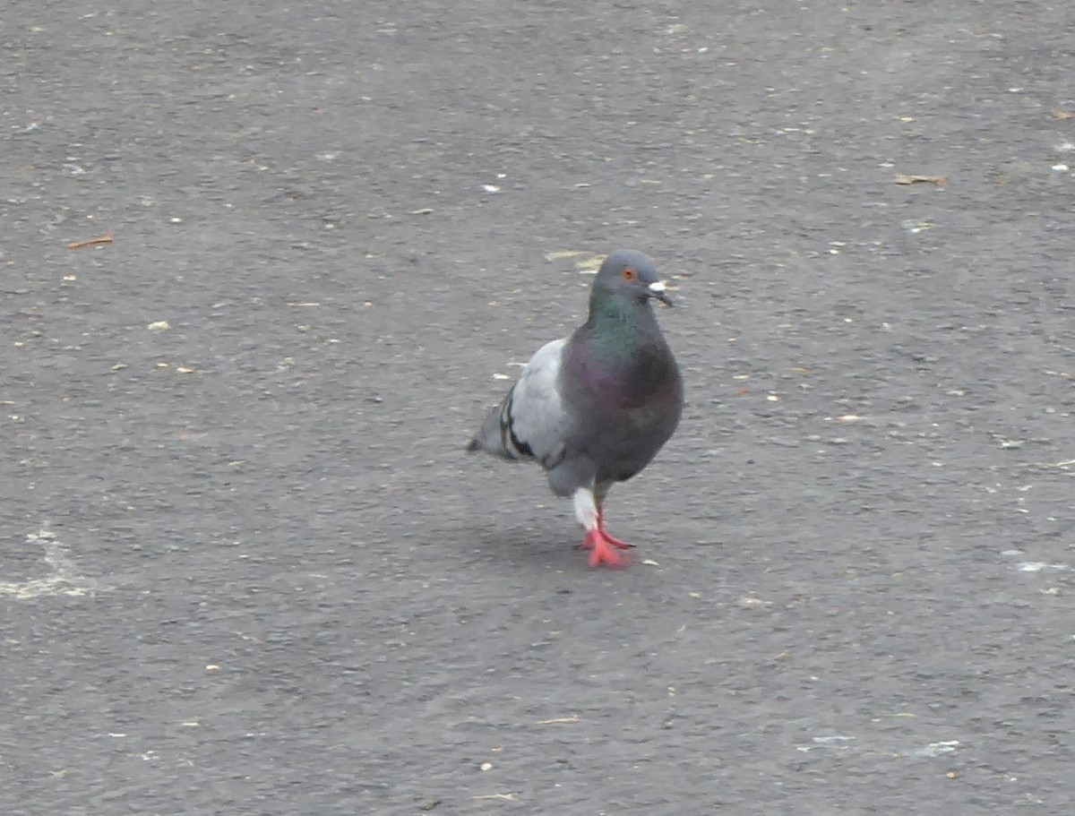 Rock Pigeon (Feral Pigeon) - ML451659881