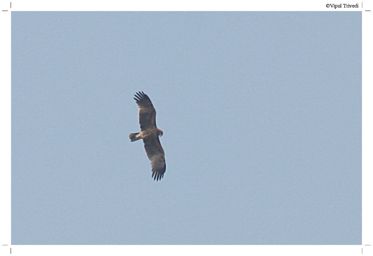 Indian Spotted Eagle - Vipul Trivedi
