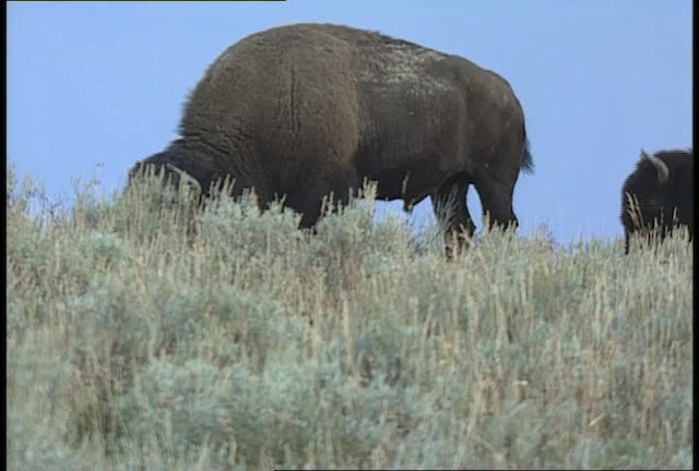 American bison - ML451661