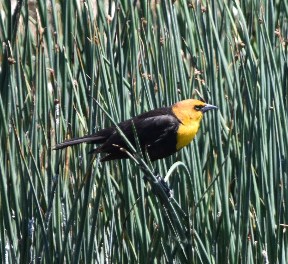 Yellow-headed Blackbird - ML451664411