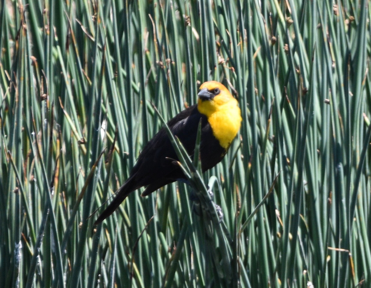 Yellow-headed Blackbird - ML451664421