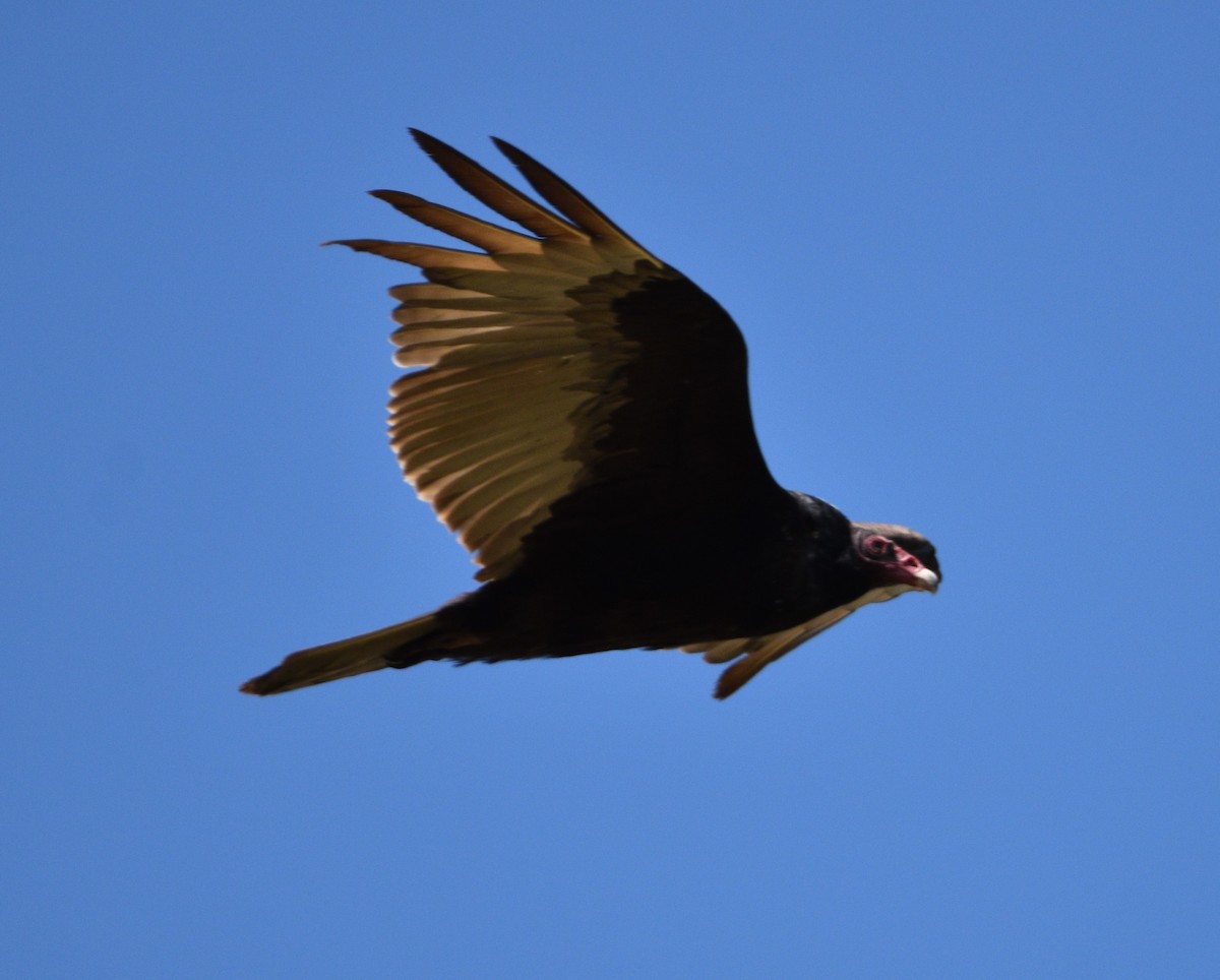 Turkey Vulture - ML451664471